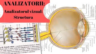 ADMITERE MEDICINA ANALIZATORII 4 Analizatorul vizual partea I  Structura [upl. by Ybok]