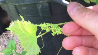 RazzMaTazz The First Continuous Fruiting Grape [upl. by Remy]