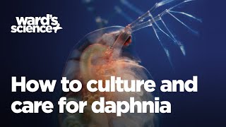 Caring and Culturing for Daphnia [upl. by Yonah]