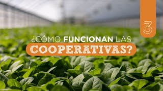 Y las Cooperativas ¿cómo funcionan [upl. by Mommy]