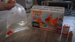 GOLDFISH ONLY AQUARIUM SETUP [upl. by Ynnohj]