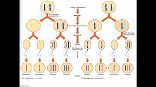 Cytogenetics II Abnormal Chromosome Number [upl. by Chatwin]