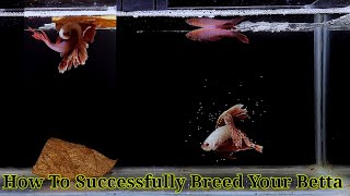 Betta Fish Breeding Step By Step  How To Breed Betta Fish [upl. by Lynea]