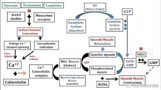 Antispasmodics in Pharmacy [upl. by Lambertson]