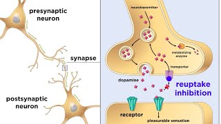 Drug Addiction and the Brain [upl. by Hammond504]