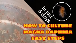 How to Culture Magna Daphnia Easily [upl. by Mun]