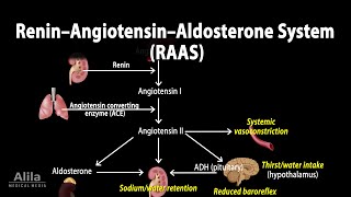 The Renin–Angiotensin–Aldosterone System RAAS Animation [upl. by Mayram]