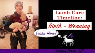 Lamb Care Timeline From Birth to Weaning [upl. by Poree759]