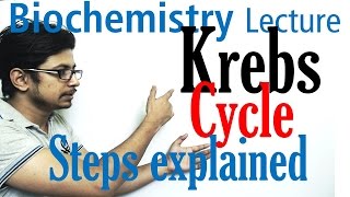 Krebs cycle [upl. by Helaina134]