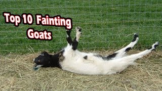 Top 10 fainting goats funny fainting goats [upl. by Luttrell940]