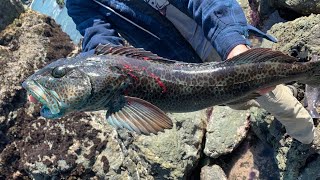 BIG LINGCOD and ROCKFISH From Shore Fishing The California Coast [upl. by Stacy]