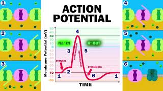 THE ACTION POTENTIAL [upl. by Tedder]