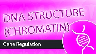 DNA Structure Chromatin [upl. by Annam]