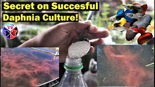 How to Culture Daphnia Successfully [upl. by Novets]