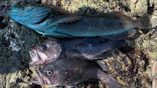 How to Catch LINGCOD and ROCKFISH From SHORE Northern California Rock Fishing [upl. by Teufert]