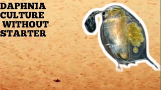 HOW TO CULTURE DAPHNIA NATURALLY WITHOUT A STARTER [upl. by Inanaup]