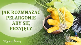 Jak rozmnażać pelargonie ze 100 szansą przyjęcia [upl. by Nonna369]