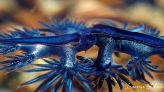 Blue Dragon Nudibranchs Glaucilla marginata [upl. by Rise]