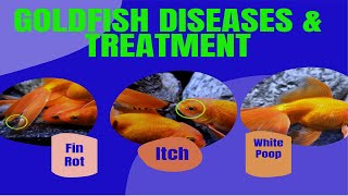 Goldfish Diseases And Treatment  Goldfish Fin Rot Treatment [upl. by Nnaeerb]