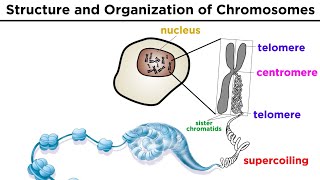 Chromosome Structure and Organization [upl. by Ashlee51]