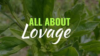 Lovage  Grow Care Use  Levisticum officinale [upl. by Falkner]