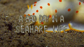 Nudibranch eating nudibranch  A day in a sea hare life [upl. by Bergstrom]