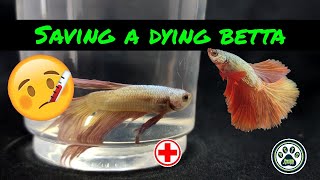 How To Save A Dying Betta  Inactive Betta [upl. by Rotsen]