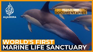 Women Make Science Greeces Dolphin Sanctuary  Featured Documentary [upl. by Wettam]