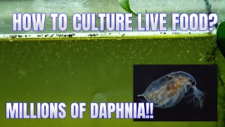 How to Culture Daphnia Secret Method to Breed MILLIONS  Simply Aquatic [upl. by Nelson622]