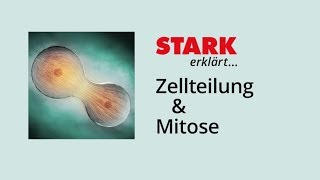 Zellzyklus und Mitose  STARK erklärt [upl. by Crysta]