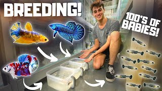 How to Breed Bettas in Tubs Super Easy [upl. by Supple]