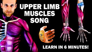 UPPER LIMB MUSCLES SONG Learn in 6 Minutes [upl. by Nelloc]