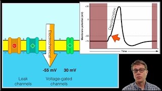 The Action Potential [upl. by Siugram]