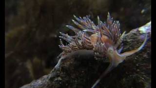 nudibranch eating nudibranchs [upl. by Peddada841]