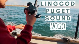 Lingcod fishing Puget Sound Washington  2020 [upl. by Altman]