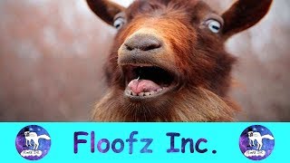 The Most Hysterical Screaming and Fainting Goats [upl. by Malone]