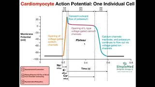 Cardiac Muscle Action Potential Diagram EXPLAINED [upl. by Humfrey]