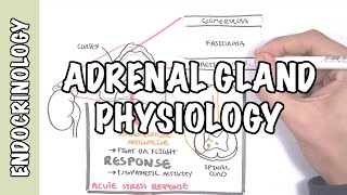 Endocrinology  Adrenal Gland Hormones [upl. by Libove]