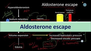 Aldosterone escape Physiological basis [upl. by Akeirahs]