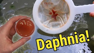 How I Culture Daphnia In Outdoor Tubs [upl. by Woodcock]