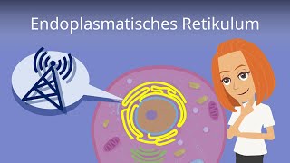 Endoplasmatisches Retikulum  Aufbau und Funktion [upl. by Bonny]