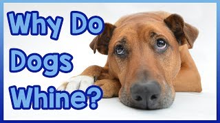 Why Do Dogs Whine [upl. by Baerman541]