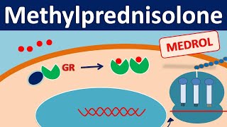 Methylprednisolone  Mechanism side effects precautions amp uses [upl. by Cran]