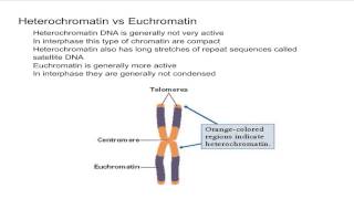 Heterochromatin vs Euchromatin [upl. by Aitetel]