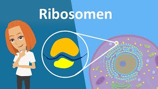 Ribosomen  Translation Aufbau amp Funktion  Studyflix [upl. by Airak]