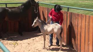 Foal Training Desensitizing Through Touch and Rub [upl. by Ury992]