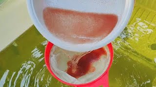 How to culture daphnia  Daphnia culture  How to grow daphnia outdoor [upl. by Enilatan]