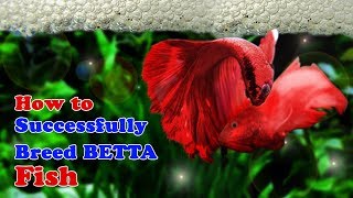 How to Breed Betta Fish  Breeding Over Halfmoon Betta [upl. by Lebyram]