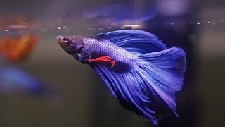 HOW TO Care for Betta Fish [upl. by Lindell823]