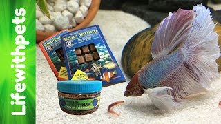 Feeding My Betta Fish [upl. by Ennovahs]